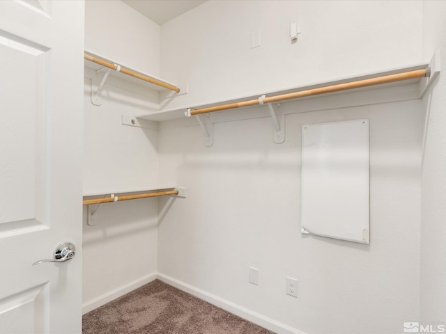 spacious closet featuring carpet