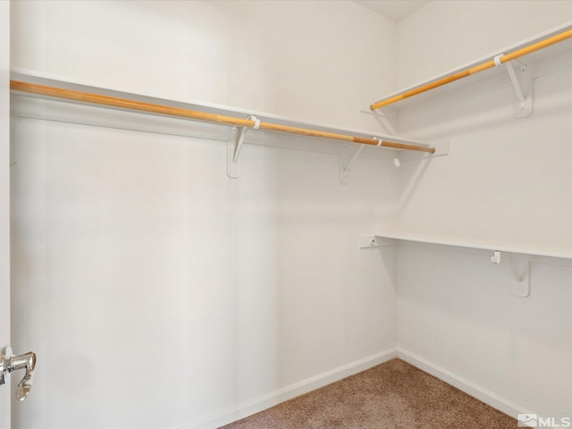 spacious closet featuring carpet floors