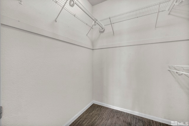 spacious closet with dark hardwood / wood-style flooring