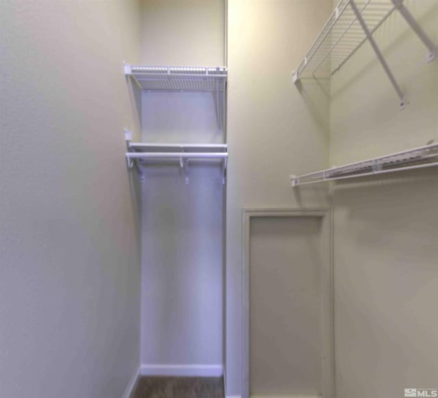 spacious closet featuring carpet flooring