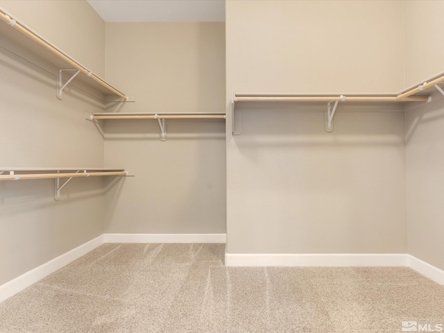 walk in closet with carpet flooring