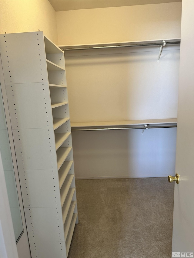walk in closet featuring carpet flooring