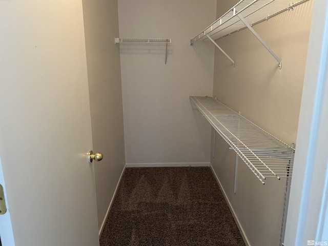 spacious closet featuring carpet floors