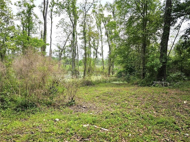 view of local wilderness