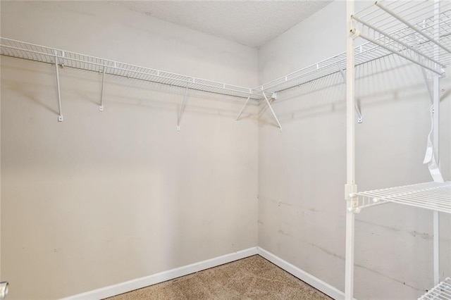 spacious closet featuring carpet flooring