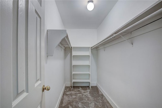 spacious closet featuring carpet