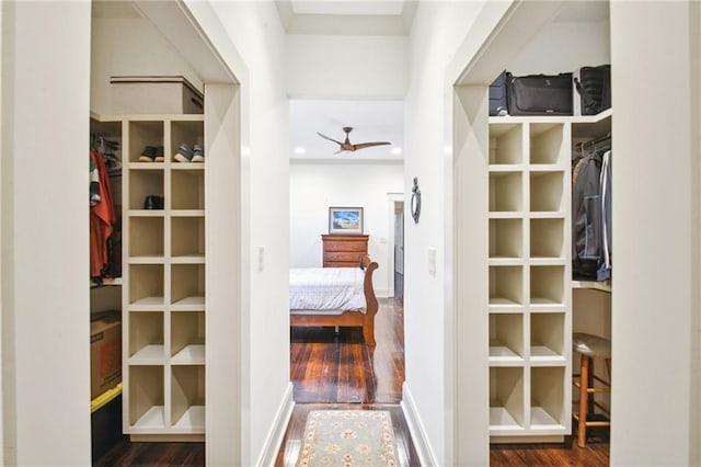 walk in closet with dark hardwood / wood-style floors and ceiling fan