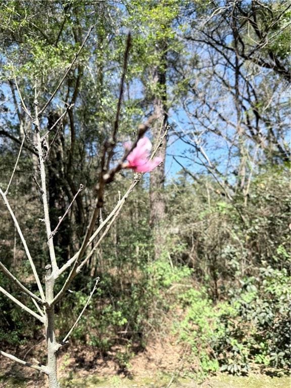 71 Oak Park Dr, Madisonville, LA 70447 - photo 12