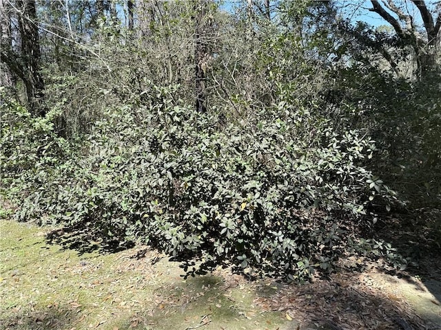 view of local wilderness