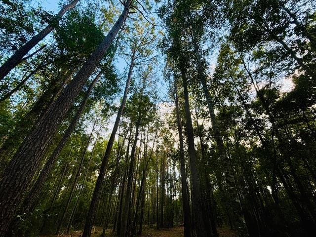 Listing photo 3 for 10.34ACRES E Moran Rd, Pearl River LA 70452