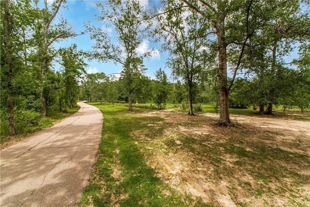 3.9AC Meisner Rd, Springfield, LA 70462 - photo 16