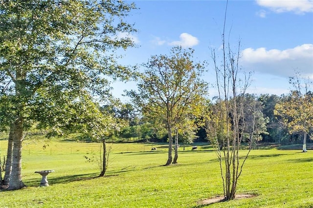 view of community featuring a yard