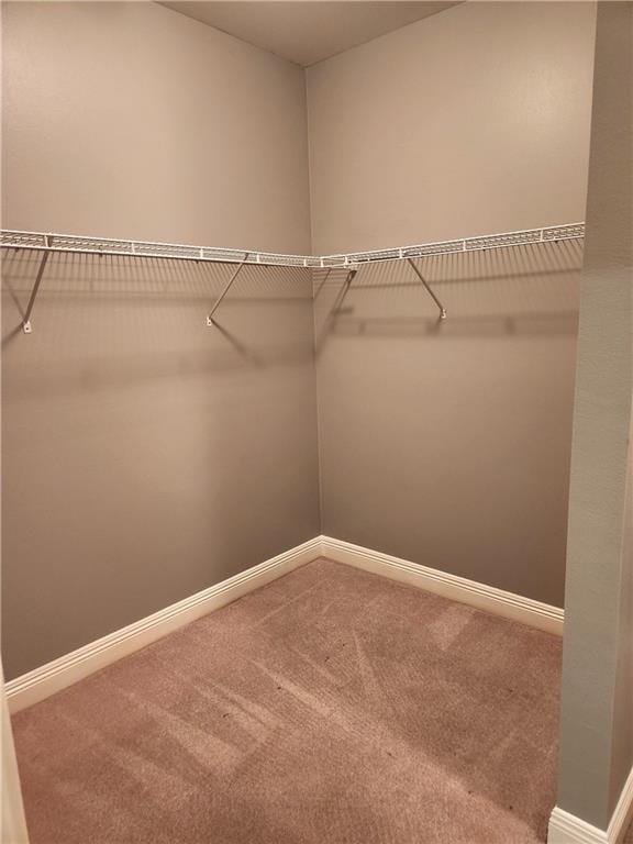 spacious closet featuring carpet