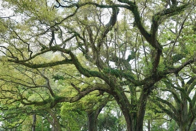 view of nature