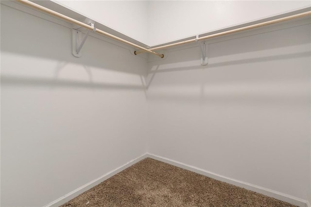 spacious closet featuring carpet