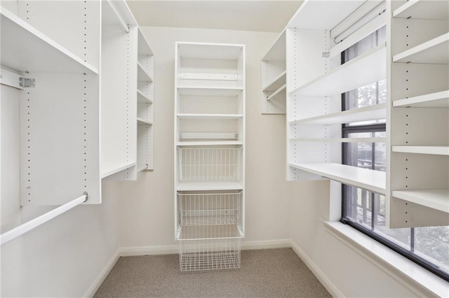 spacious closet featuring carpet floors