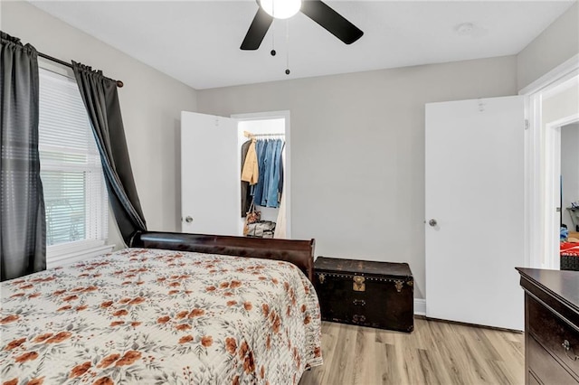 bedroom featuring a walk in closet, a closet, ceiling fan, and light wood-type flooring