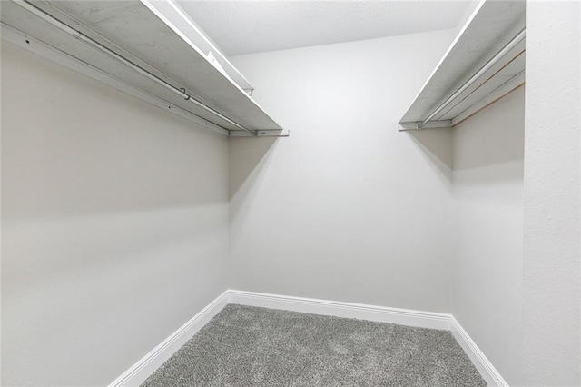 spacious closet featuring carpet floors