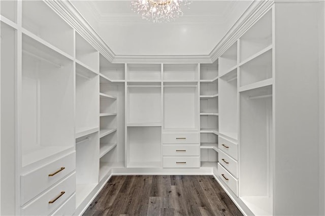 walk in closet with dark hardwood / wood-style flooring and a notable chandelier