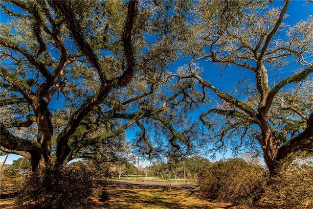 view of local wilderness