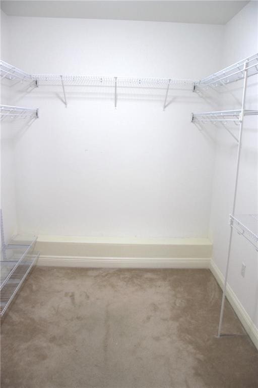 spacious closet featuring carpet flooring