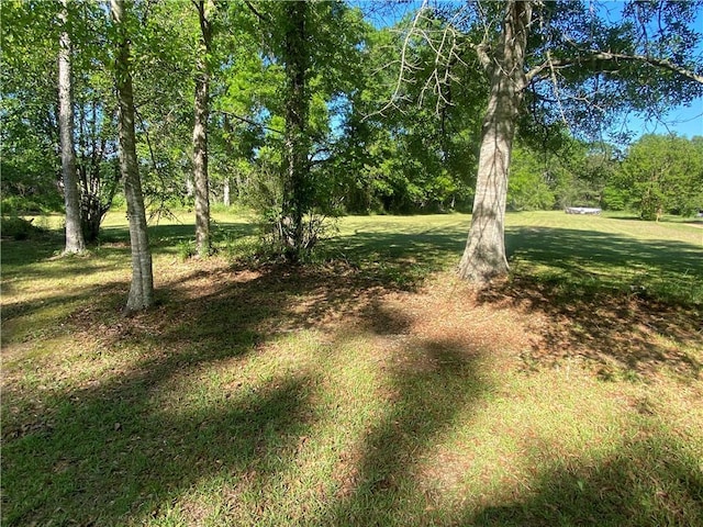 view of local wilderness