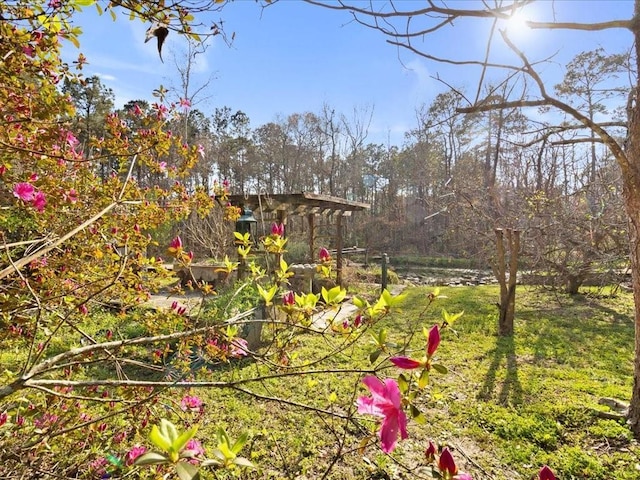 view of local wilderness