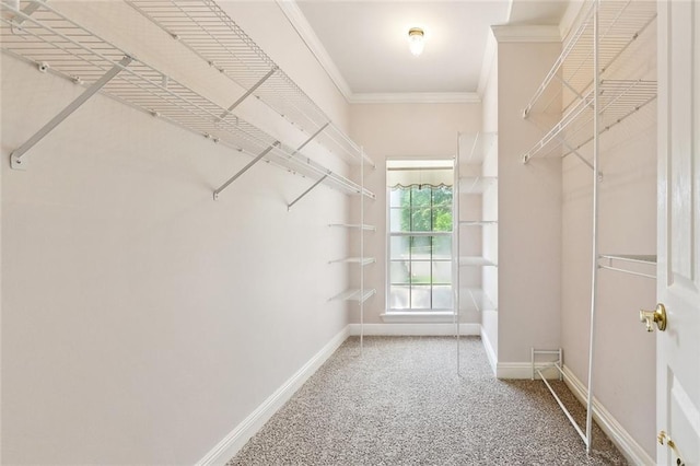 walk in closet featuring carpet