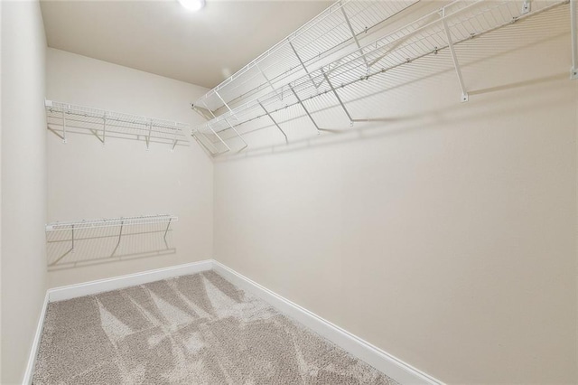spacious closet featuring carpet floors