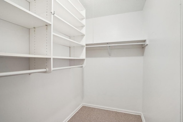 spacious closet featuring carpet flooring