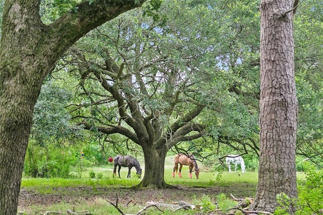 130 Palm Beach Blvd, Madisonville, LA 70447 - view of property's community