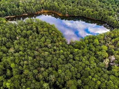596 Blue Heron Ln, Madisonville, LA 70447 - drone / aerial view of a forest and a large body of water