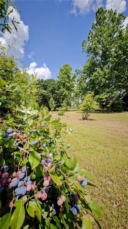 34261 N Wesley Alford St, Mount Hermon, LA 70450 - photo 18