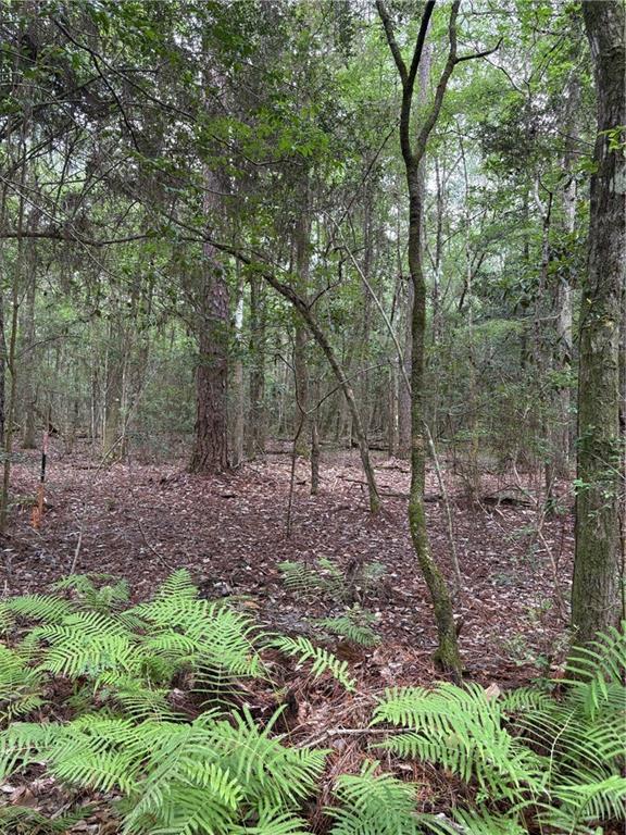 Holly Ln, Covington, LA 70435 - photo 4