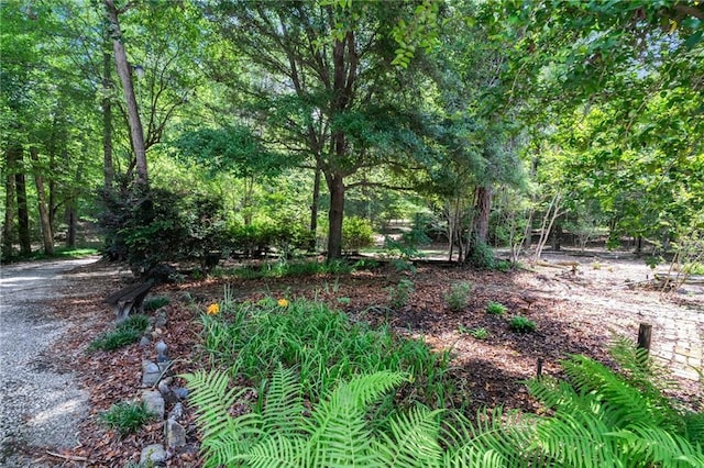 81011 Bob Baxter Rd, Bush, LA 70431 - view of nature