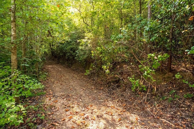 view of local wilderness