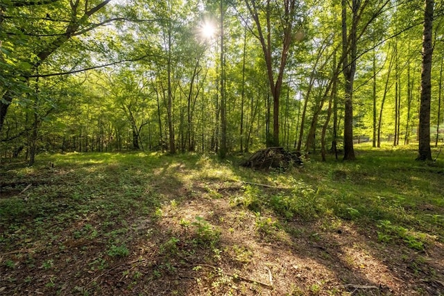 view of local wilderness