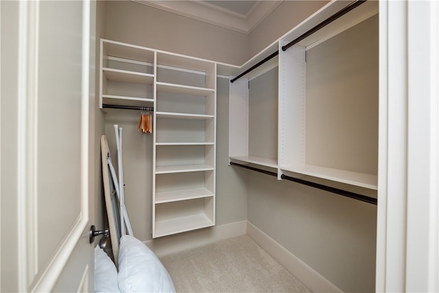 spacious closet featuring carpet floors