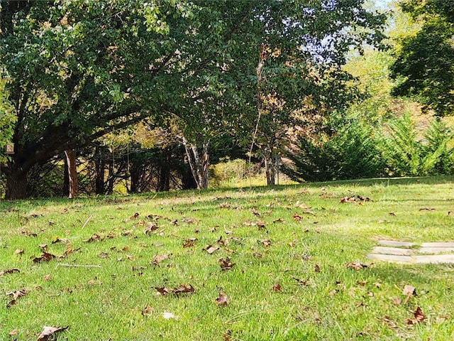 view of local wilderness