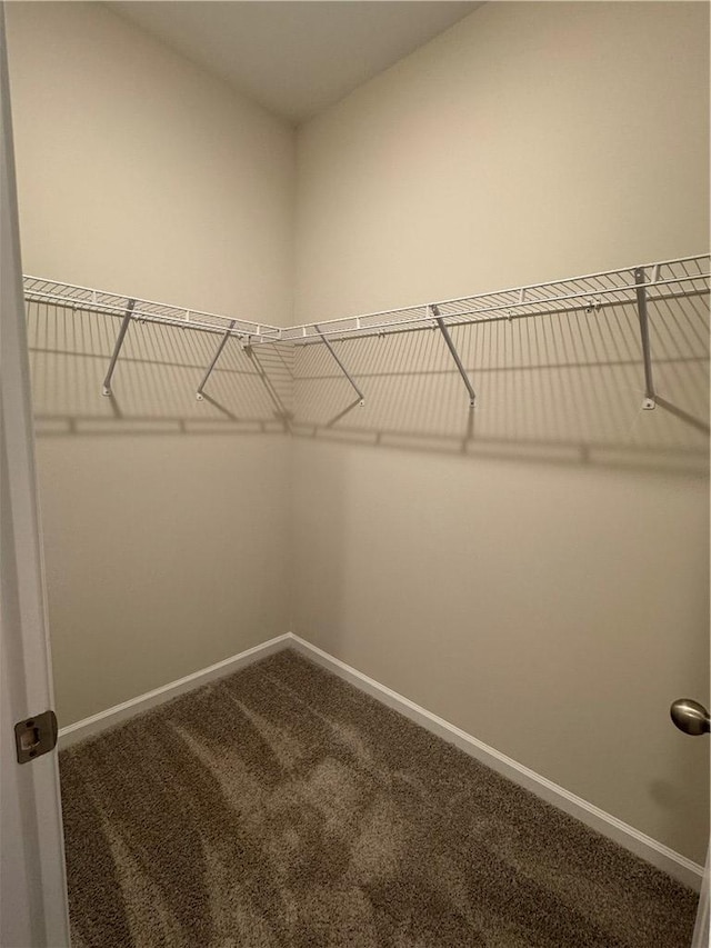 walk in closet featuring carpet flooring