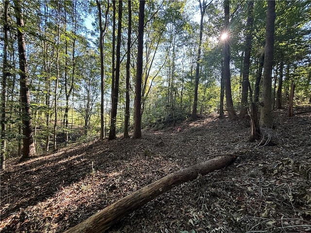 view of local wilderness