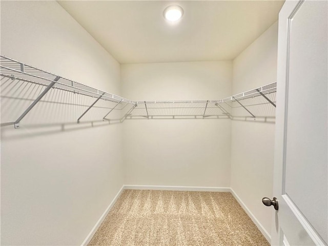 spacious closet featuring carpet floors