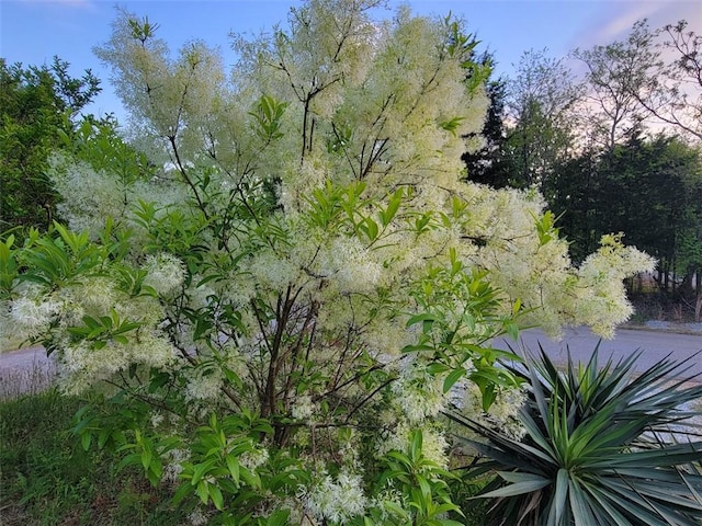 view of nature at dusk