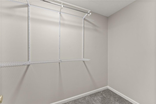 spacious closet featuring carpet