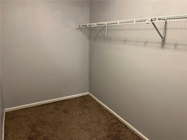 spacious closet featuring carpet floors