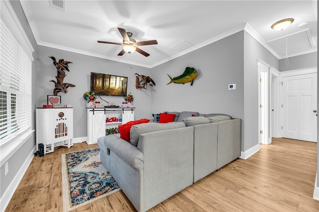 living area with visible vents, a ceiling fan, light wood-style floors, ornamental molding, and attic access