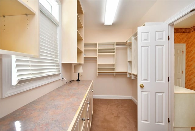 spacious closet featuring carpet floors