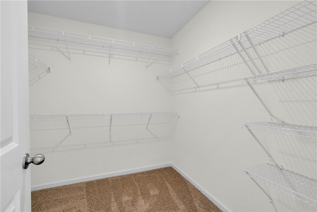spacious closet featuring carpet floors