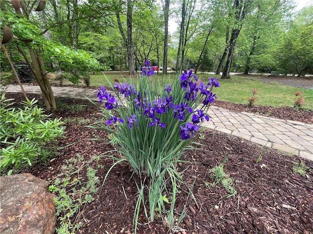 236 Issaqueena Dr, Central, SC 29630 - view of yard