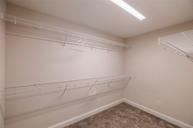 spacious closet featuring carpet floors